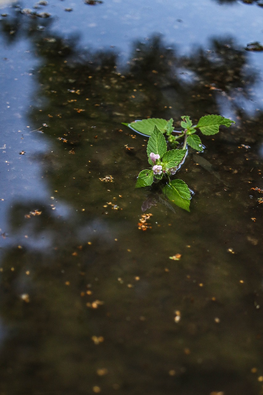 flower wild flower puddle free photo