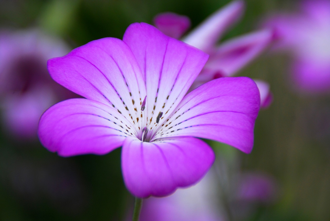 flower violet floral free photo