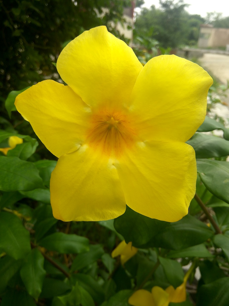 flower yellow wild free photo