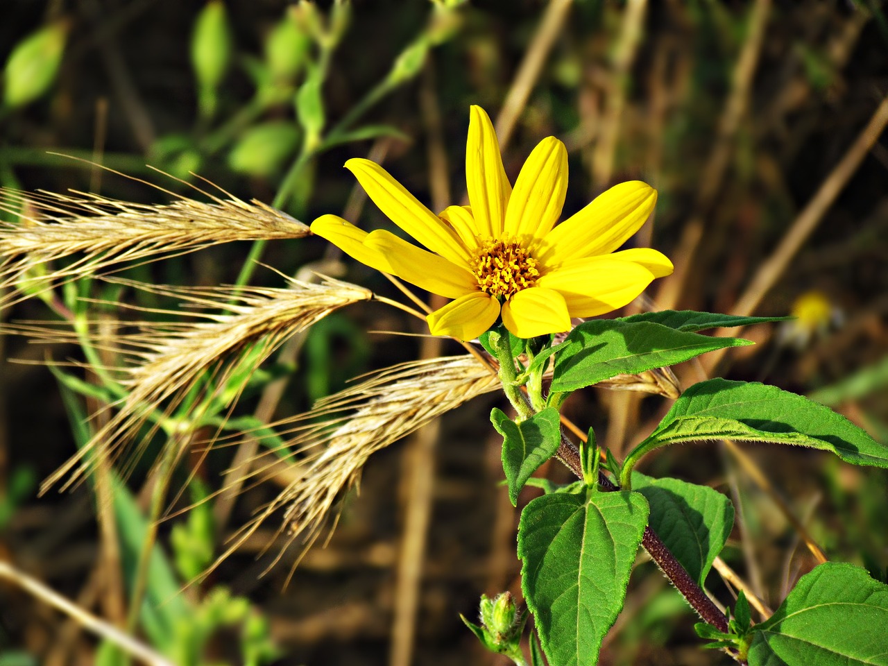 flower grasshopper yellow free photo