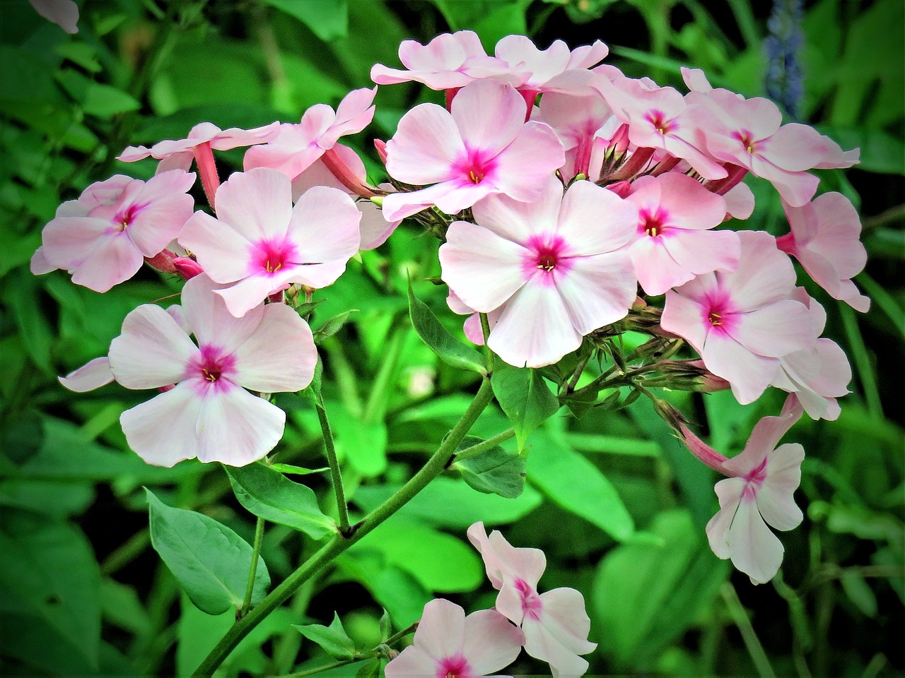 flower phlox flame flower free photo