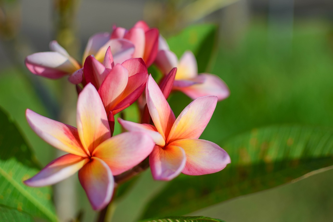 flower color plumeria free photo