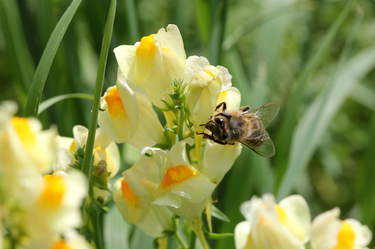 flower bee money free photo