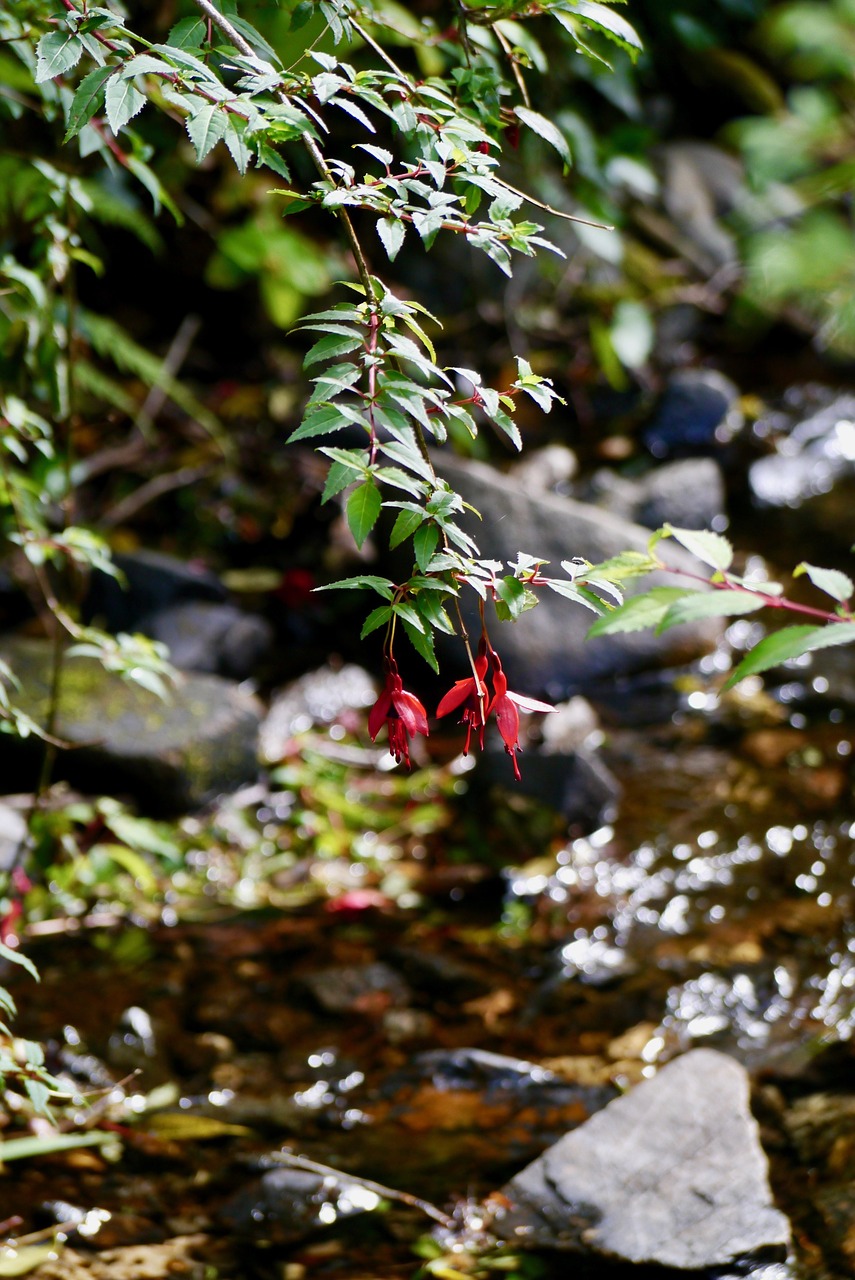 flower fuchsia red free photo