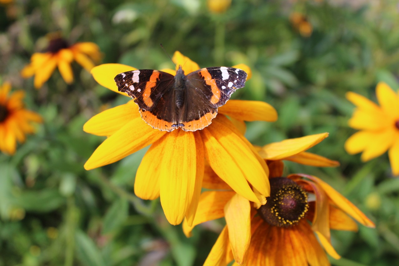 flower fair admiral summer free photo