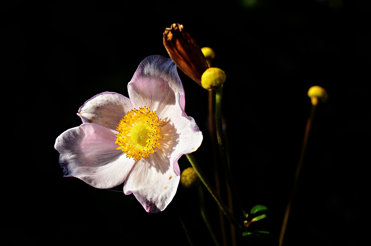 flower garden flowers free photo