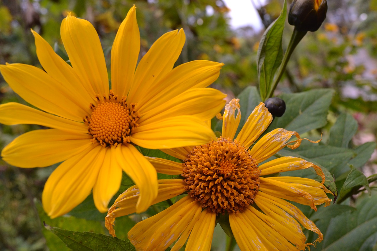 flower yellow garden free photo