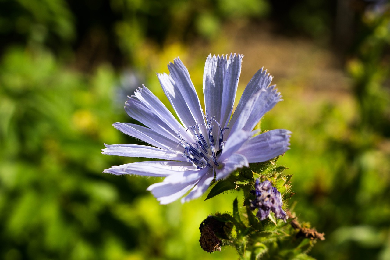 flower sunny nature free photo