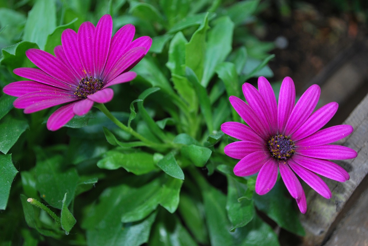 flower purple summer free photo