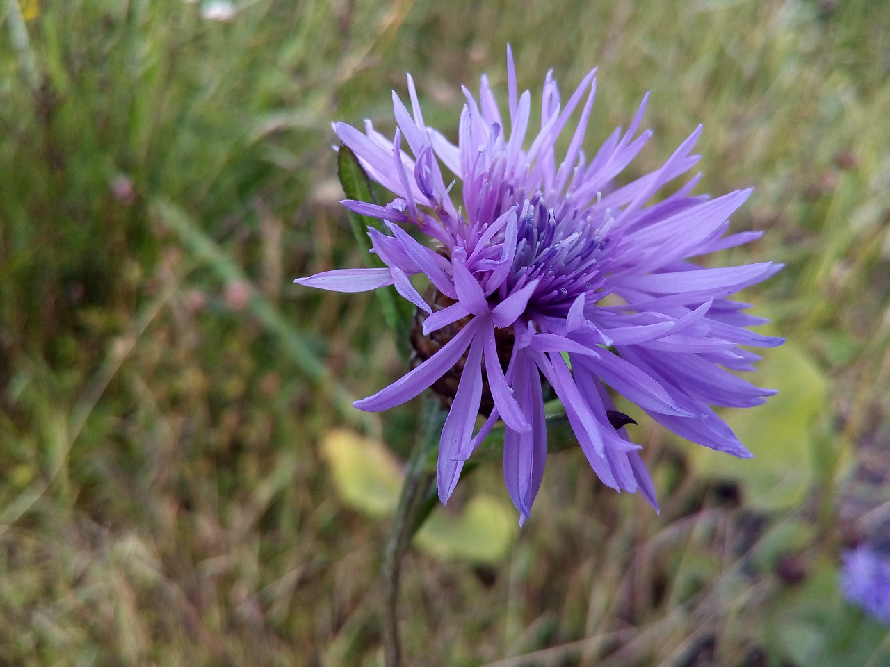 flower plant wild free photo