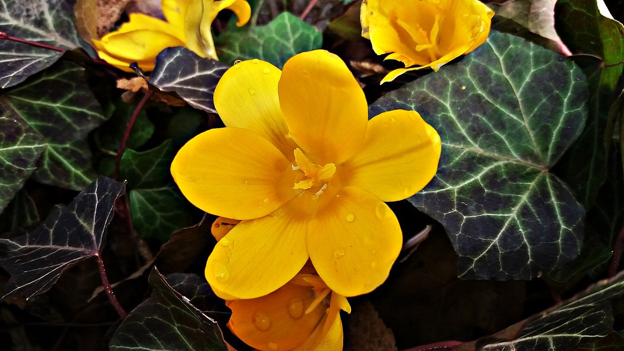 flower yellow meadow free photo