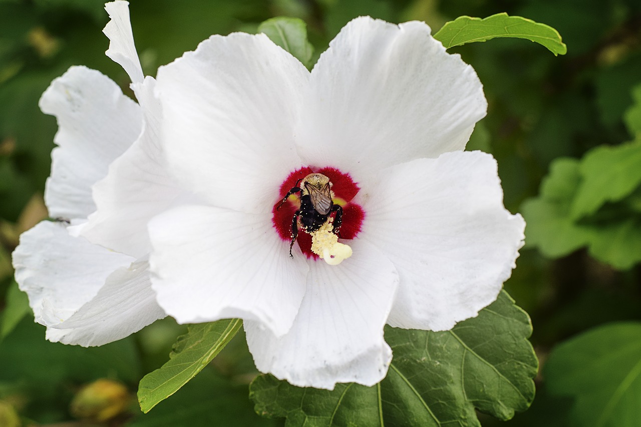 flower bee insect free photo