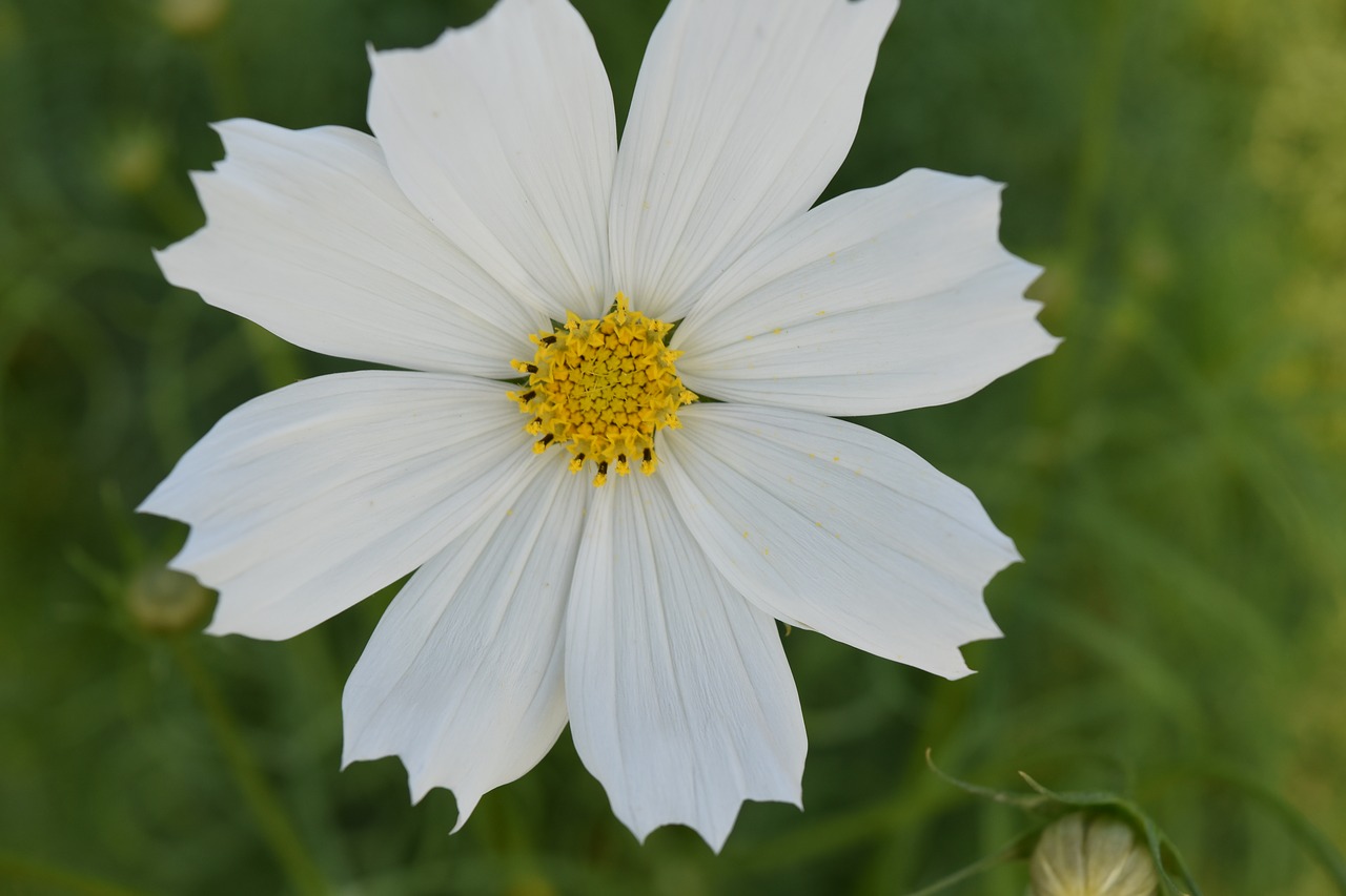 flower white flower nature free photo