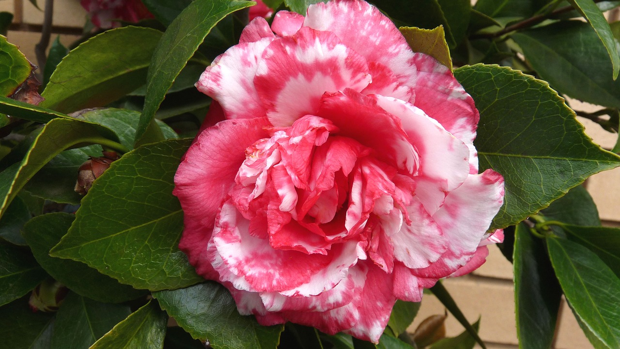 flower camellia bloom free photo