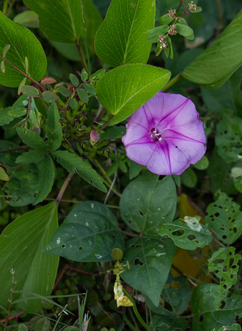 flower purple nature free photo