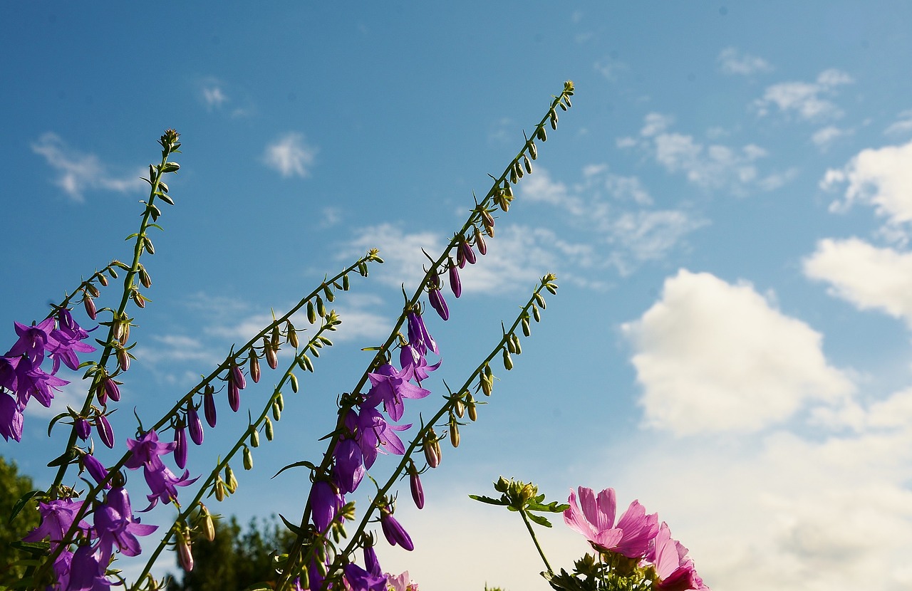 flower purple blossom free photo