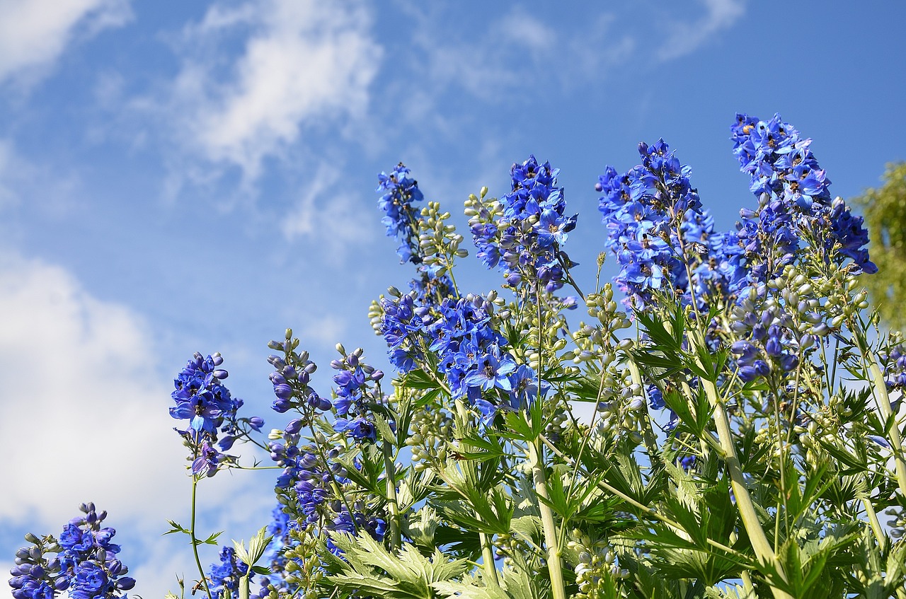 flower purple blossom free photo