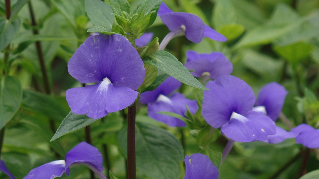 flower purple nature free photo