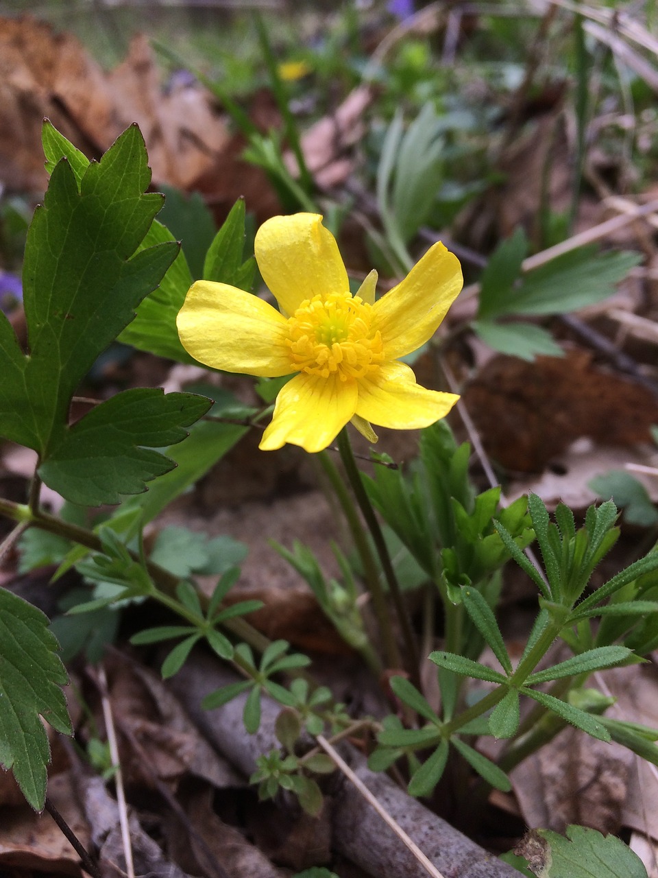 flower nature woods free photo