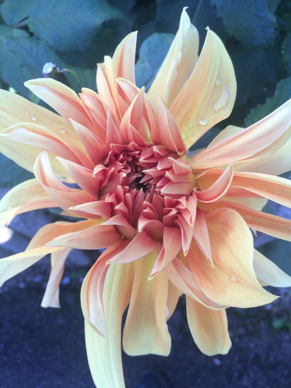 flower dahlia plant free photo