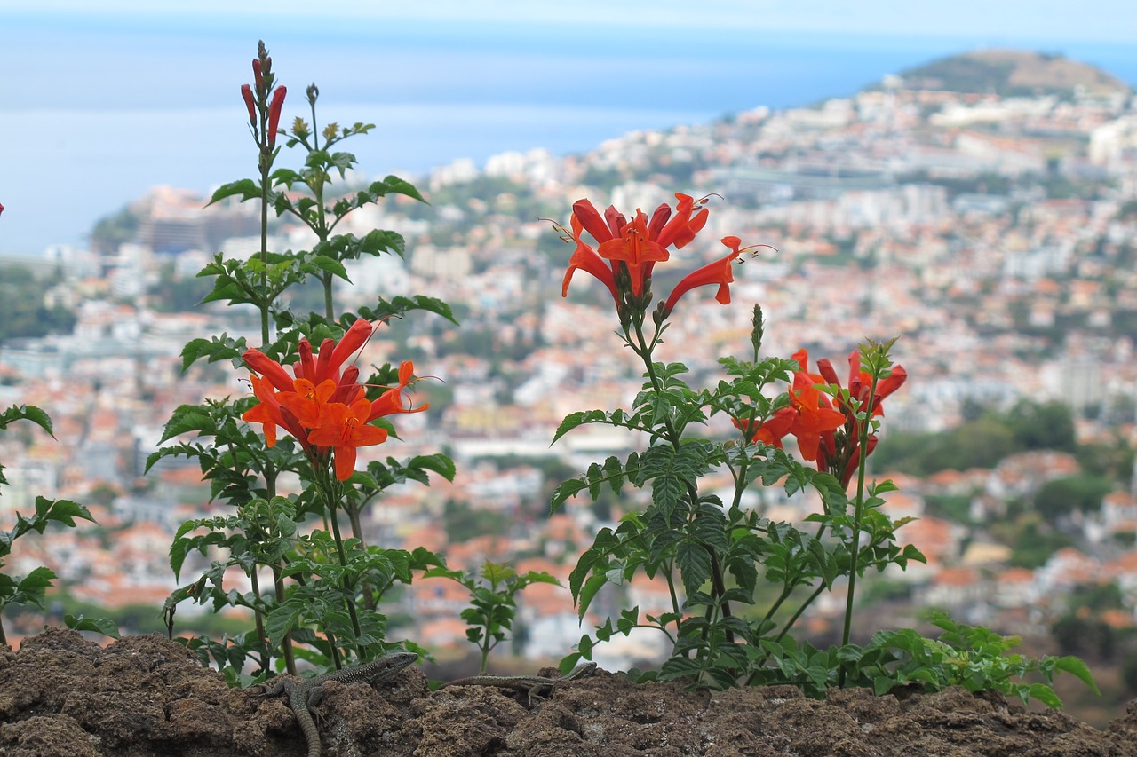 flower close madeira free photo