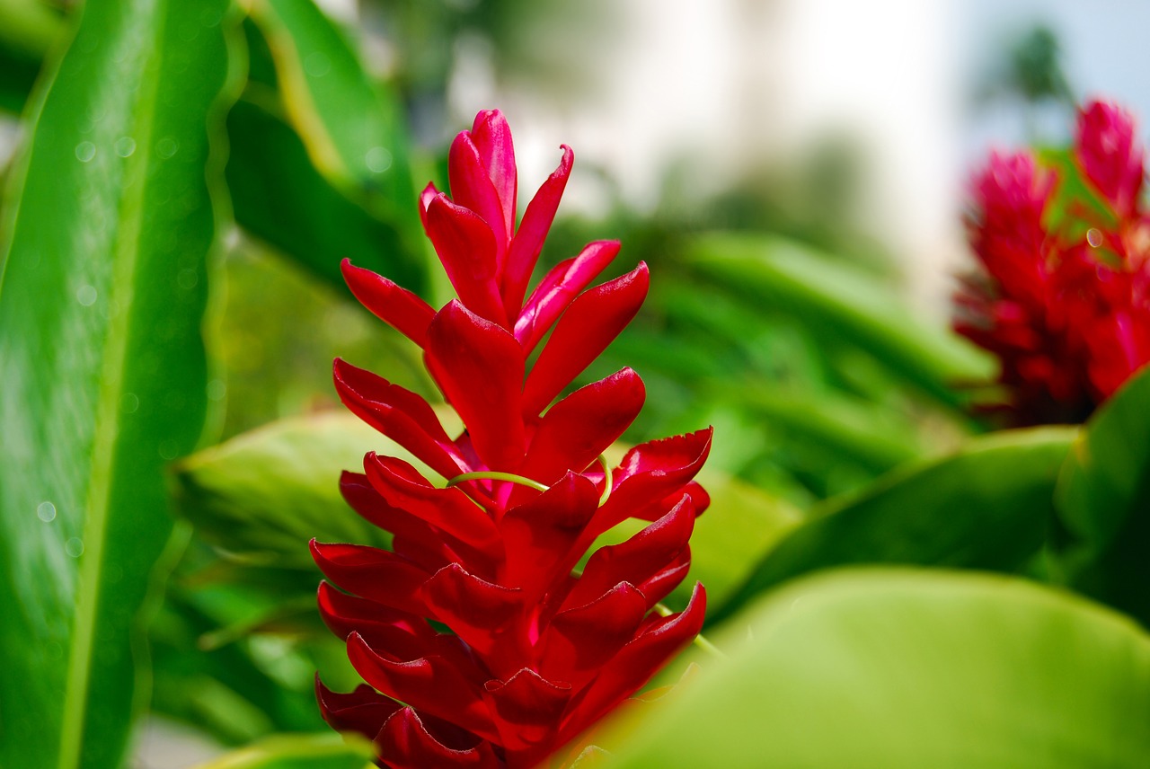 flower red tropical free photo