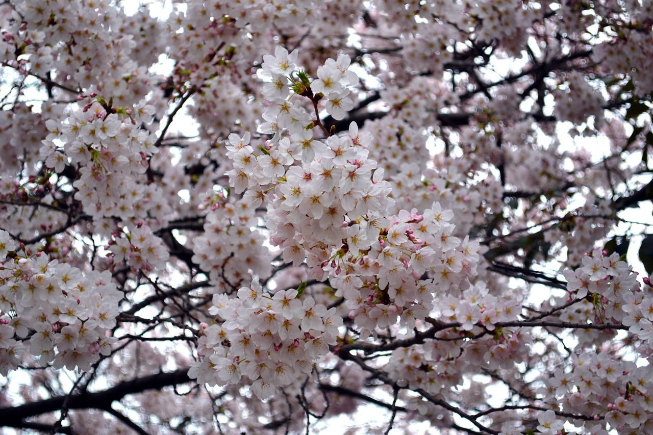 flower cherry blossom pink free photo