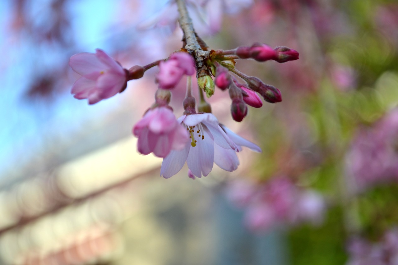 flower cherry blossom pink free photo