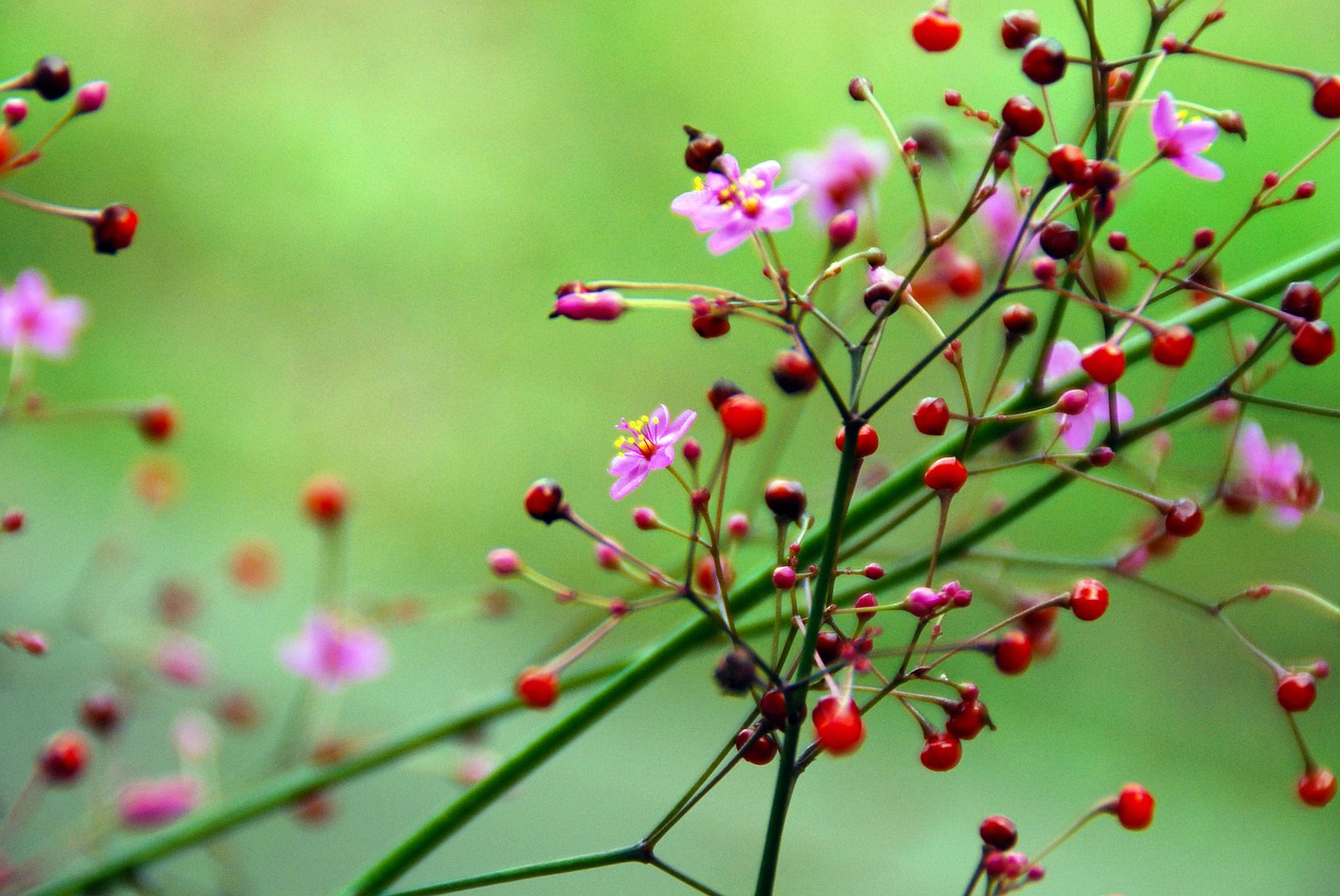 flower pink small free photo