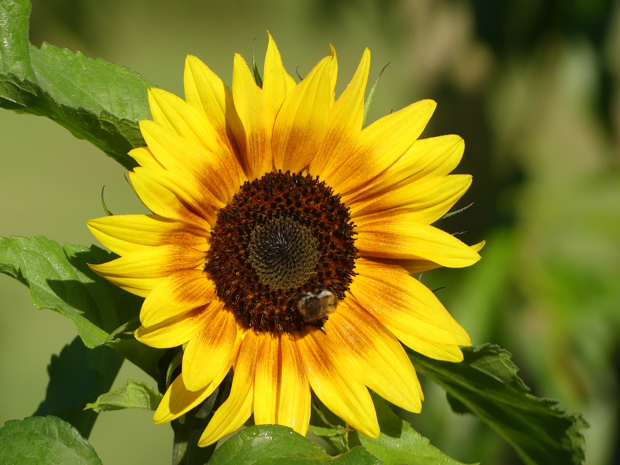 flower yellow yellow flower free photo