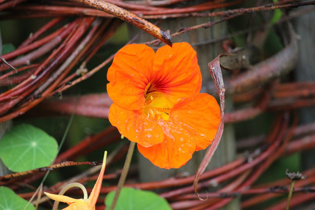 flower orange vine free photo