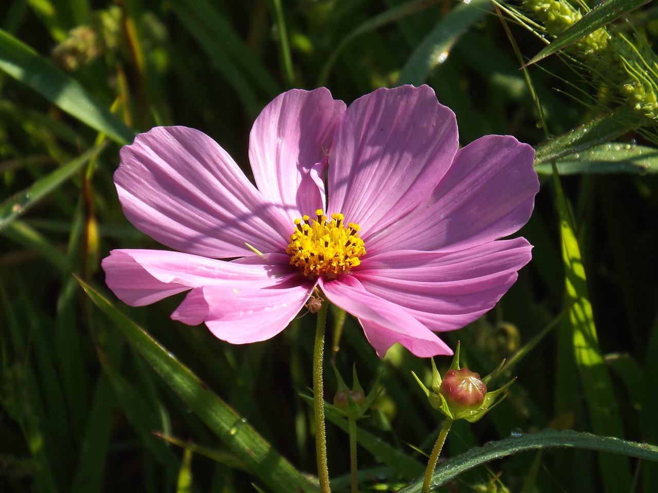 flower summer summer flower free photo