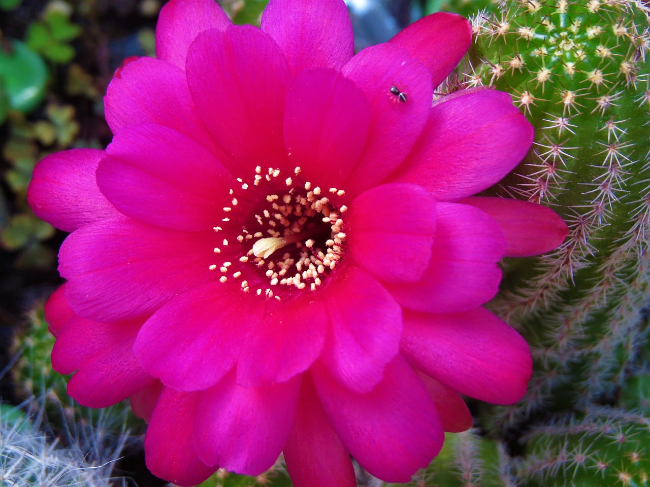 flower red cactus free photo