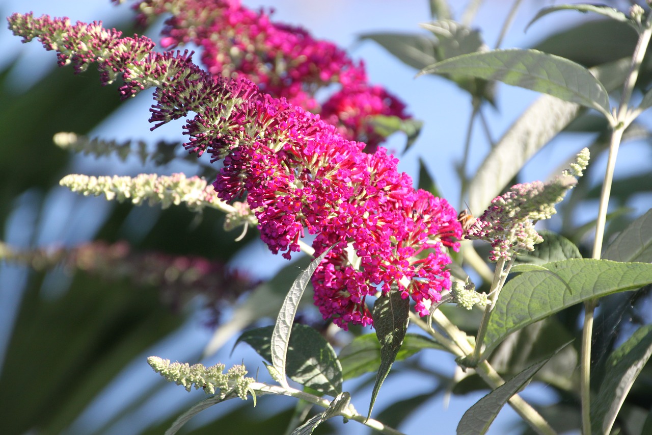 flower pink blossom free photo