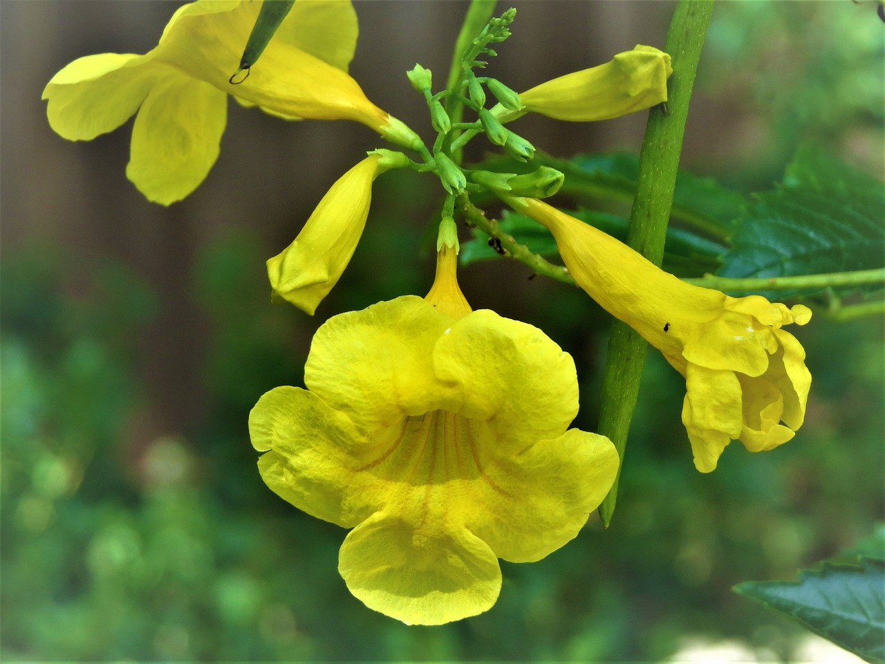 flower yellow close up free photo