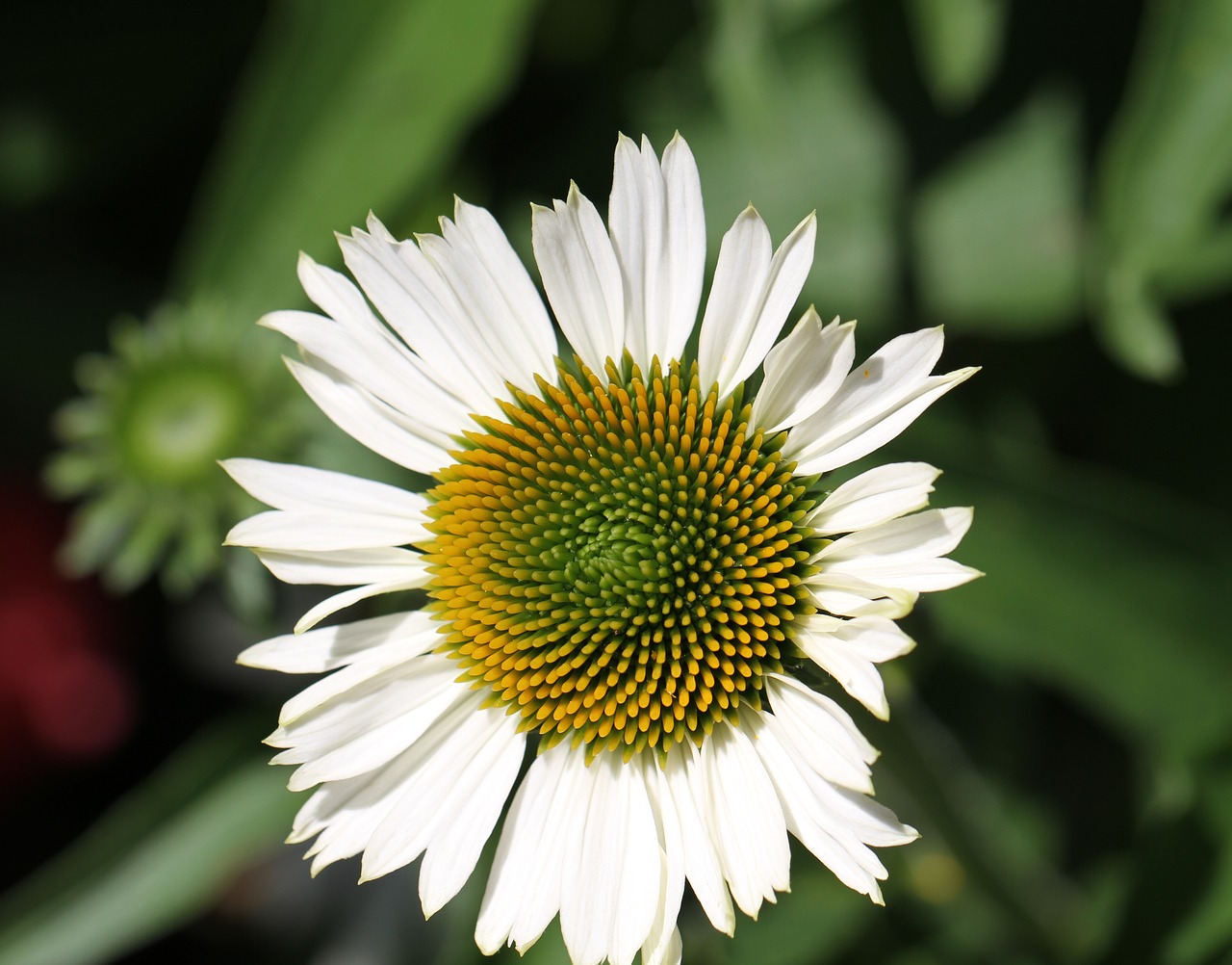 flower white green free photo