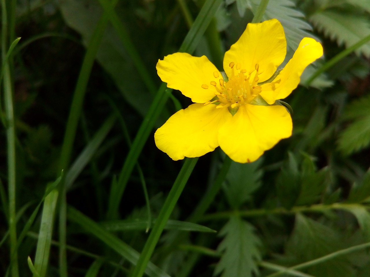 flower yellow wild herbs free photo