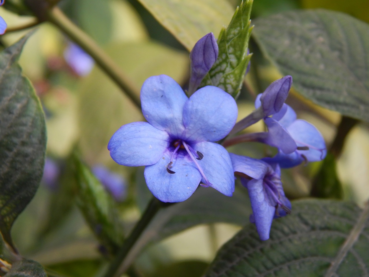 flower blue petals free photo