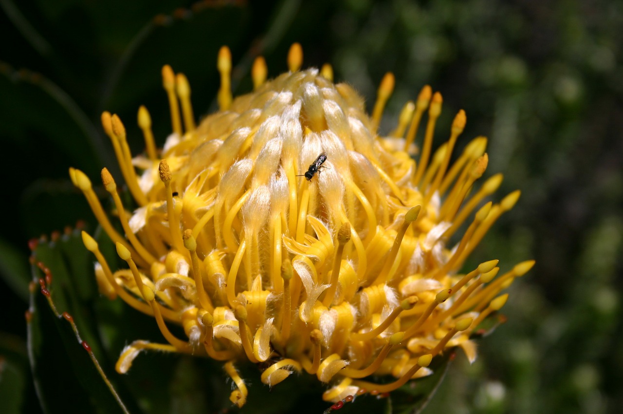 flower blossom bloom free photo