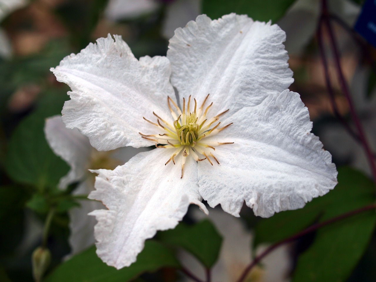 flower clematis bloom free photo