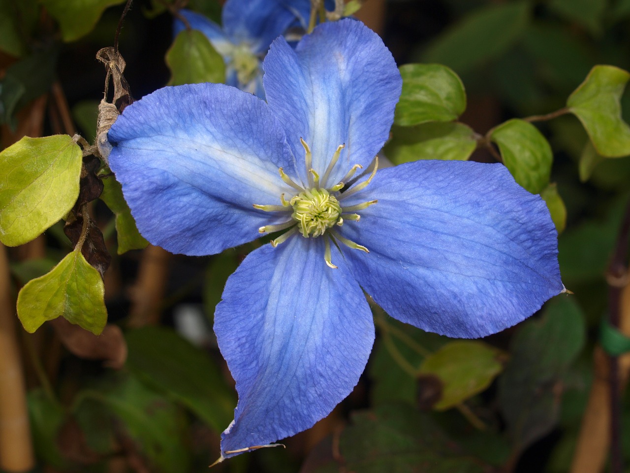 flower clematis bloom free photo