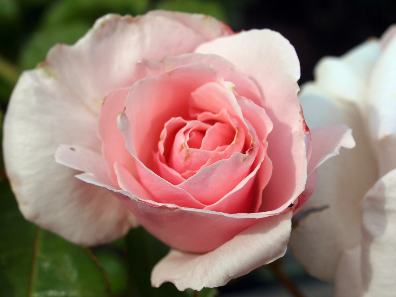 flower roses bloom free photo