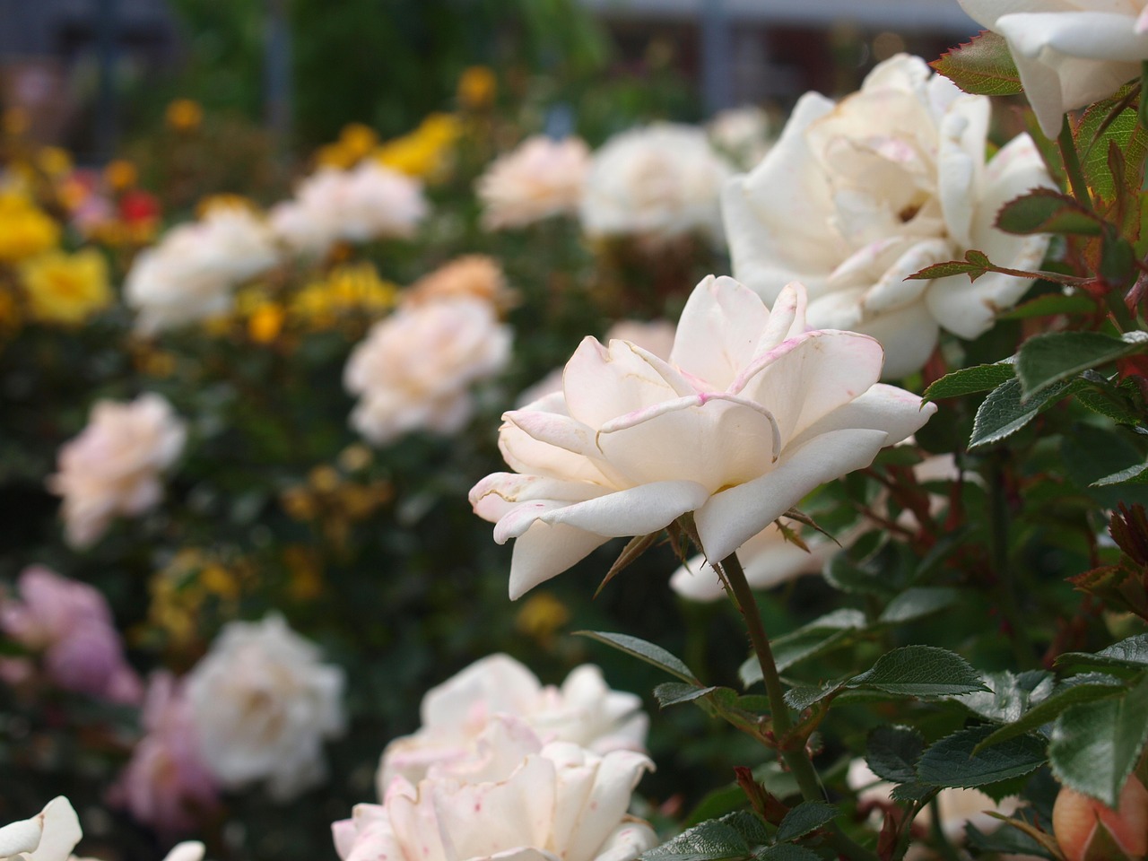 flower roses bloom free photo