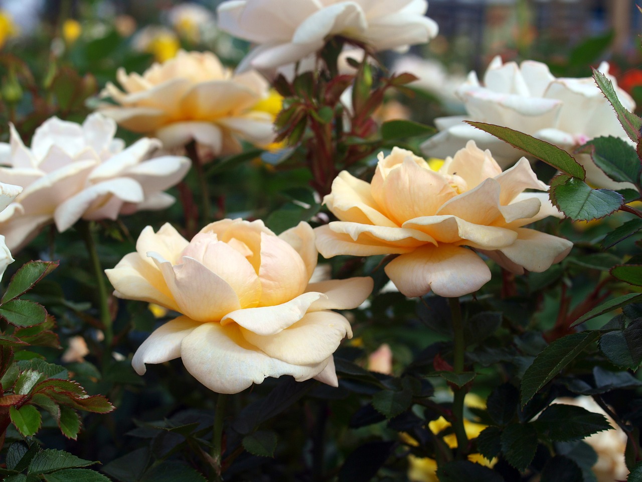 flower roses bloom free photo