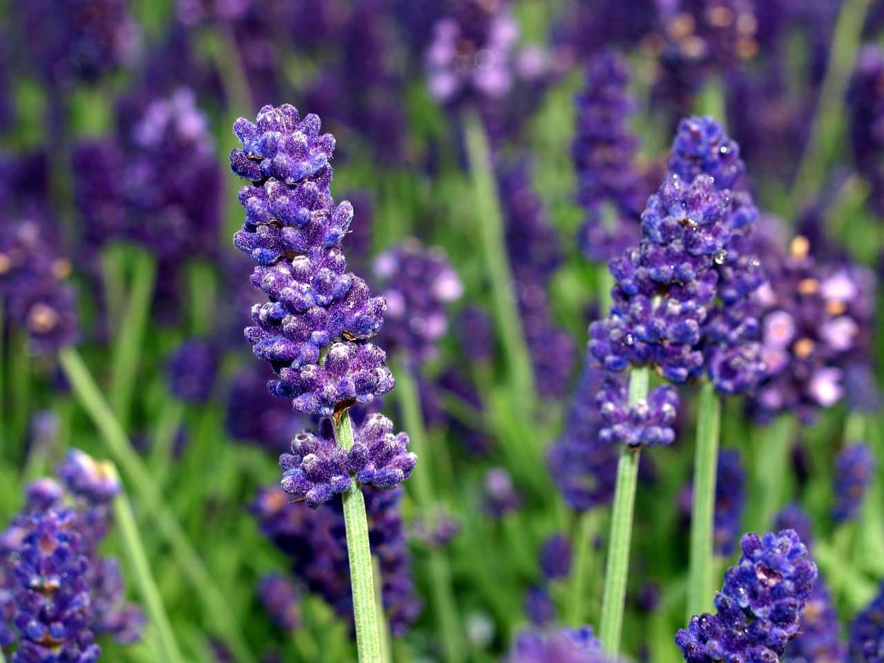 flower lavender blooms free photo