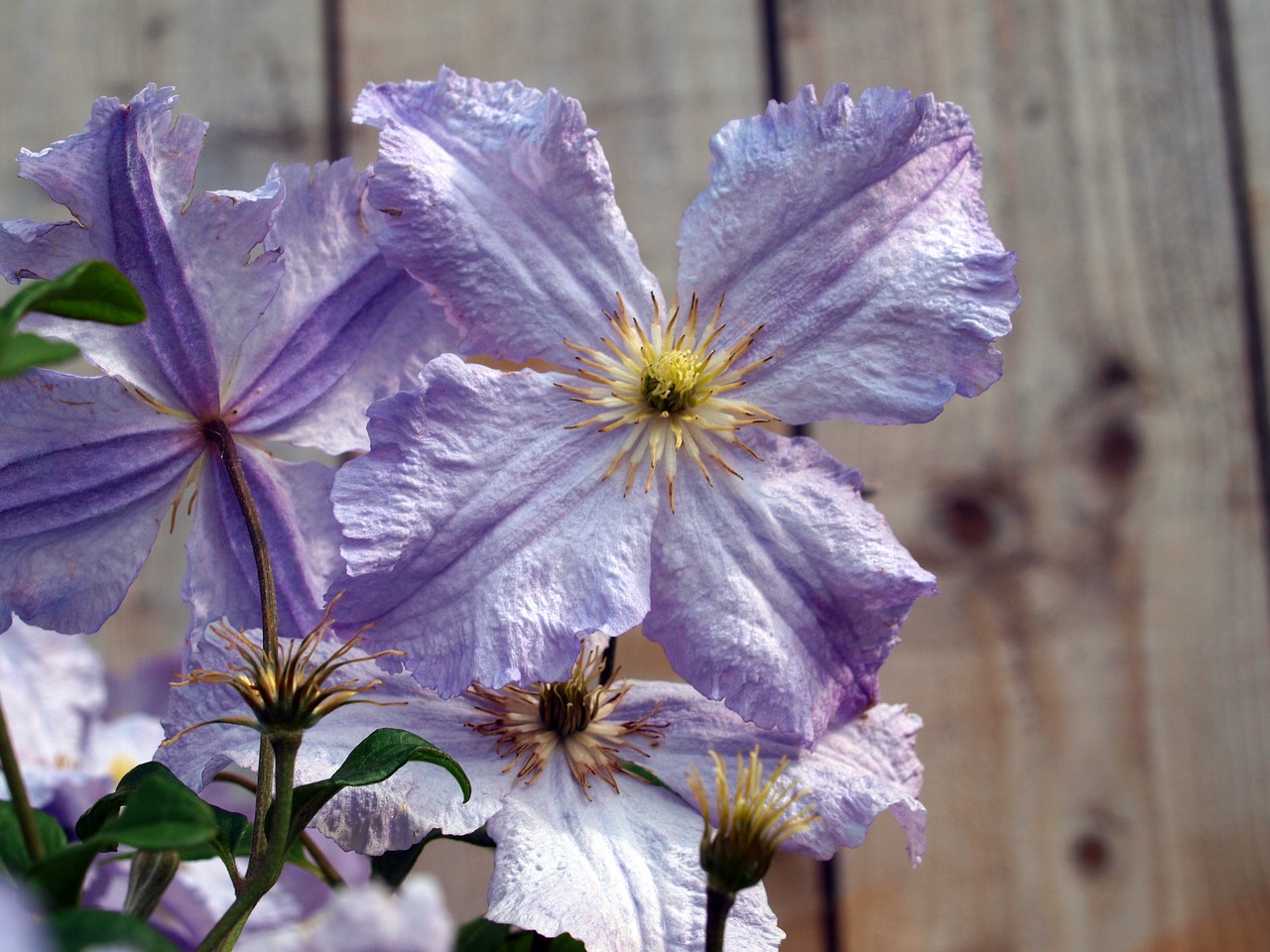 flower clematis bloom free photo