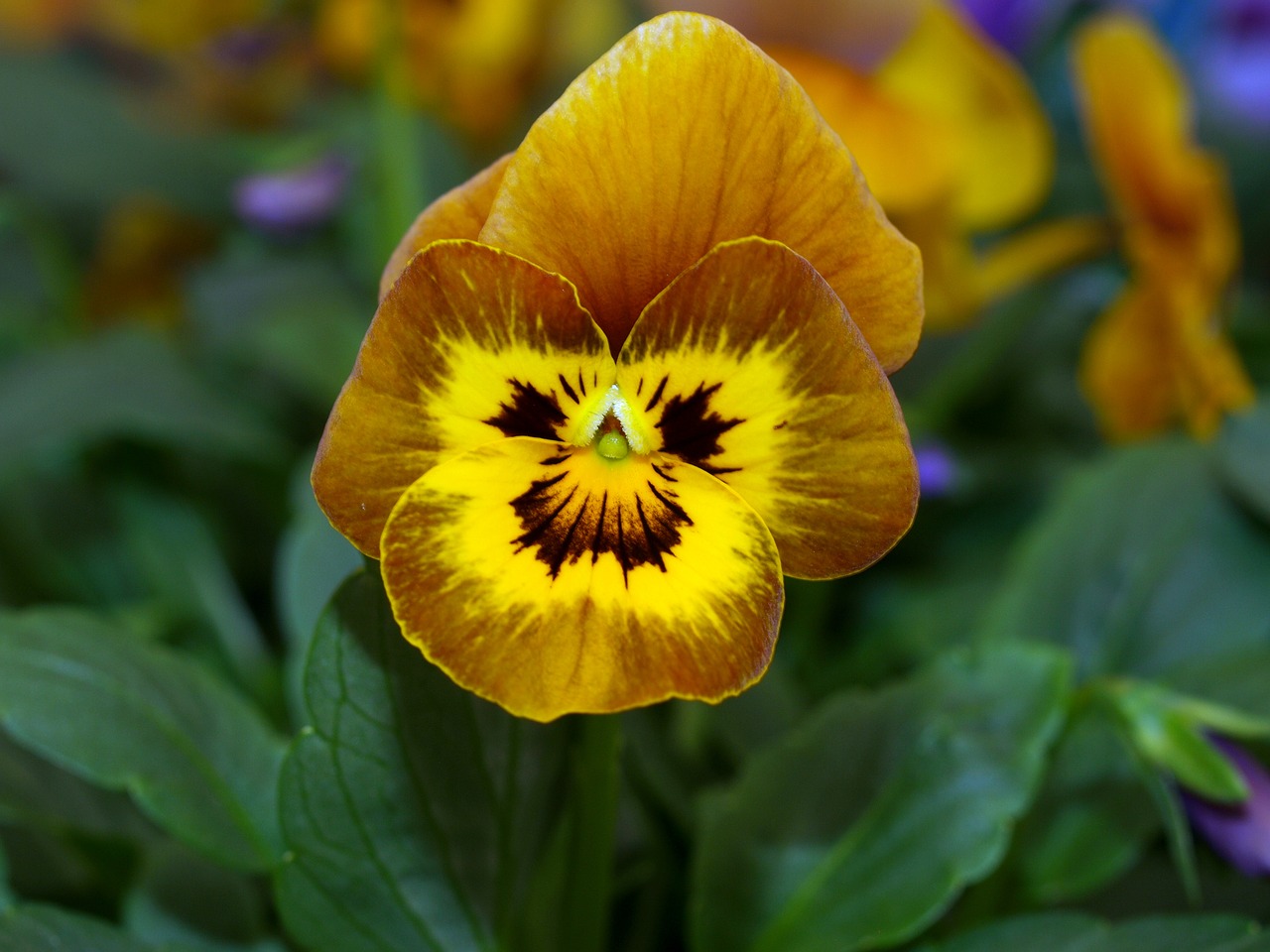 flower pansy bloom free photo