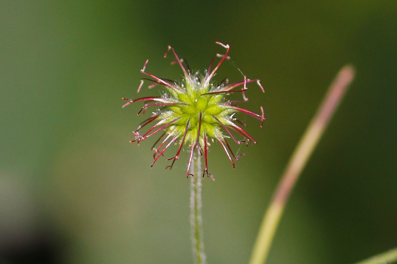 flower plant summer free photo