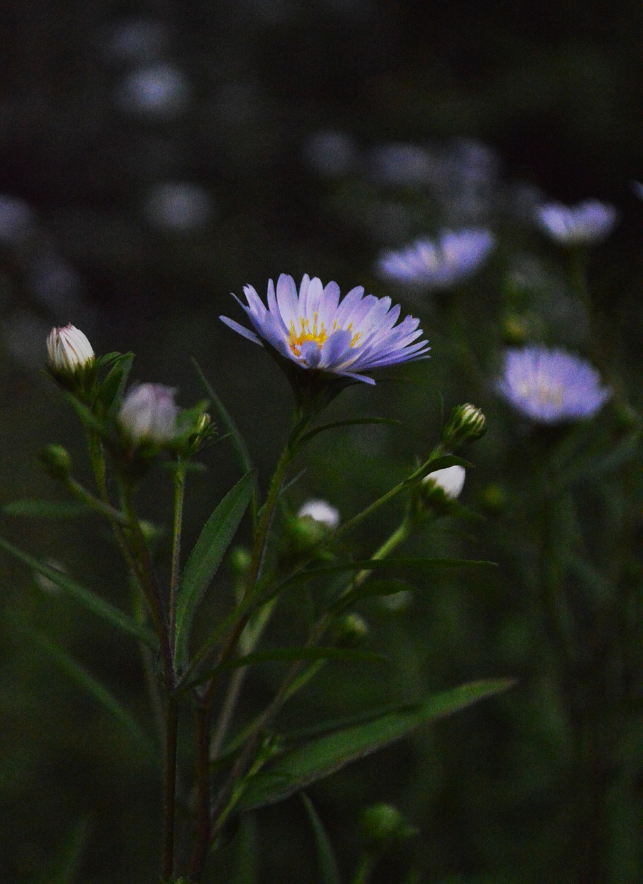 flower chrysanthemum evening free photo