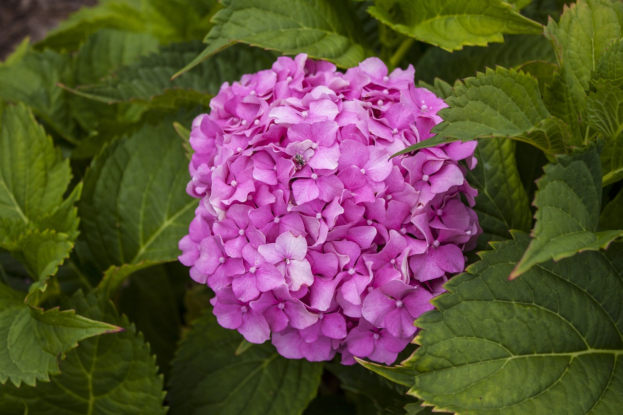 flower pink pink flowers free photo